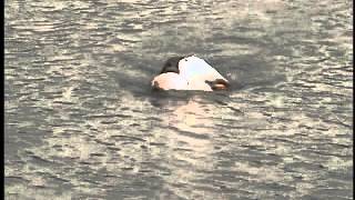 Cobra - Aport Iz Vode