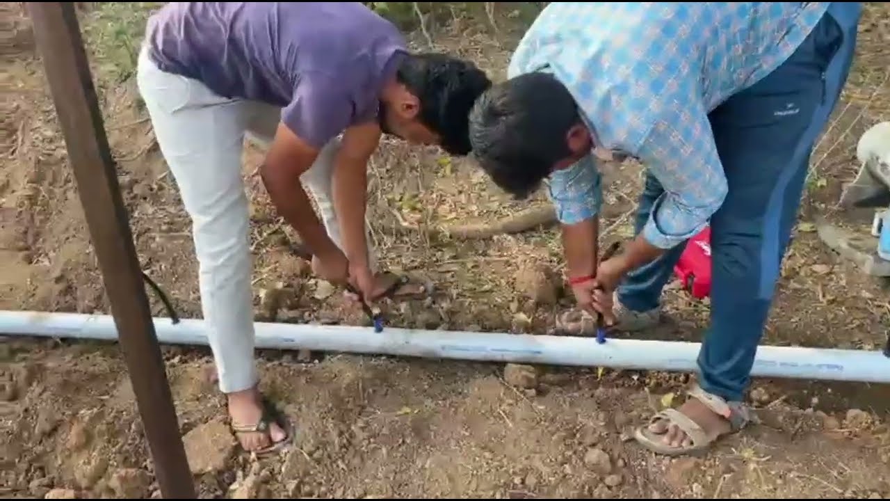 Drip(Savewater)పద్దతిలో రైతుల వ్యవసాయం💧#addanki #agriculture #farmer #savewater #farming #రైతుబిడ్డ 