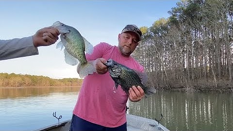 Shallow Water Crappie! Early Spawn 2023.  (Piscifun Viper X 2000 in action)