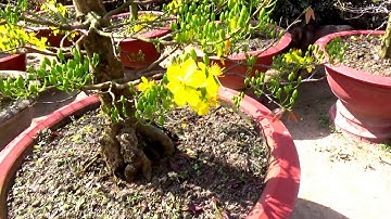 Cảnh quan giáp Tết bên bờ kênh Cây Me gần Cầu Lò Gạch, An Tức, Tri Tôn, An Giang 21/01/2020