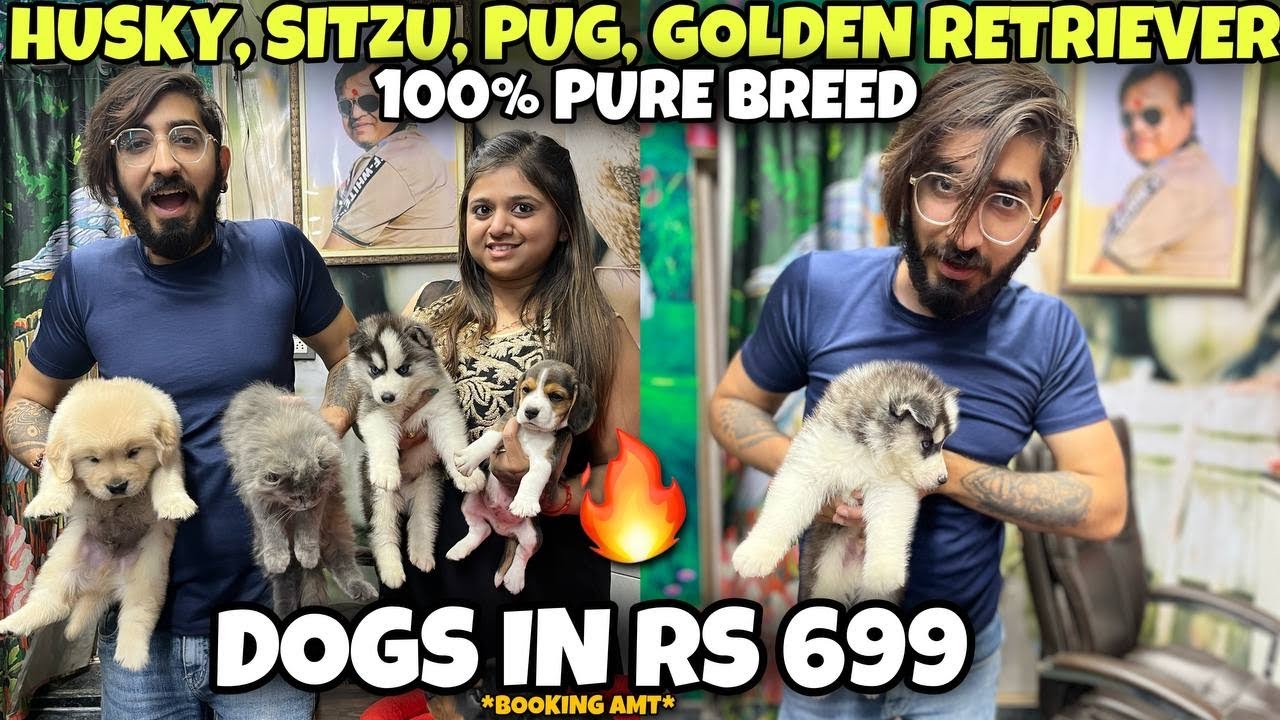 Cheapest Dogs & Cats Market in Delhi Dogs Starting Rs 699 All Breeds Available Vikas Pet