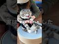 りっちゃんの運動音痴はヤラセでした…真の姿がコチラ…🐈💨💨💨 #猫