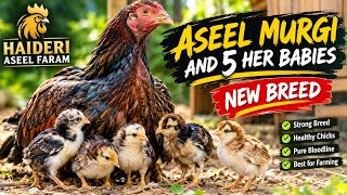 Aseel Murgi & Her 5 Beautiful Chicks ππ£ | New Aseel Breed | Haideri Aseel Faram