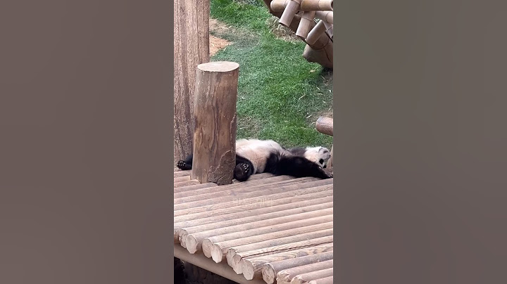 🐼 자는모습으로 구분가능한 쌍둥이들 🐼 #후이바오 #huibao #루이바오 #ruibao
