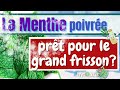 Comment mieux grer la douleur et plus grce  lhuile essentielle de menthe poivre