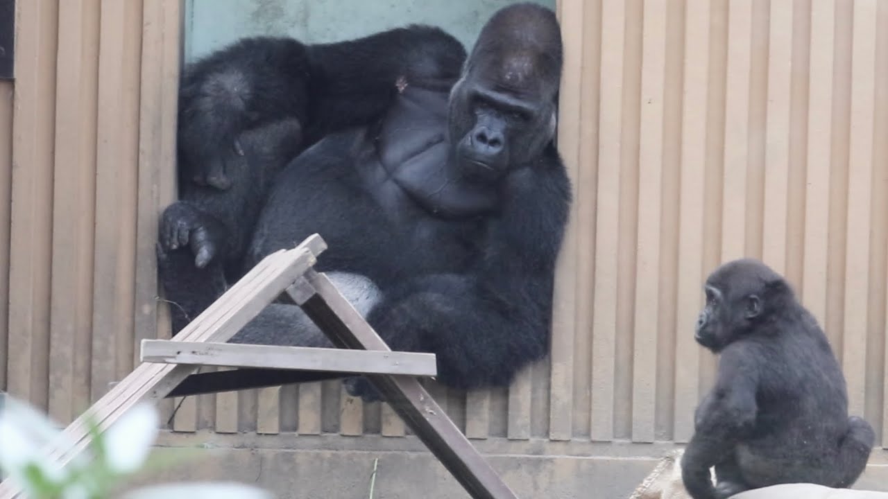 そこ胸じゃない お腹を叩く姿が可愛いキンタロウ ゴリラ Gorilla 京都市動物園 Youtube