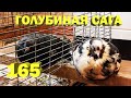 Обо всём понемногу - Голубиная сага - Серия 165