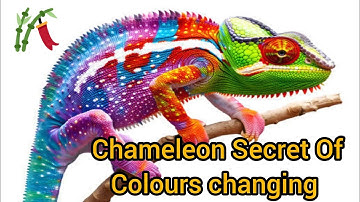 How Do Chameleons Change Color: The Real Reason Chameleons Change Color