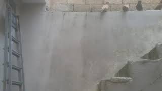 Başkan Damdam Mehmet Siddik In Meşhur Angut Irki Kuşlari