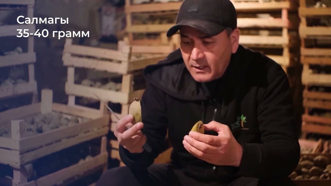 Картошканы эгүүгө даярдоо