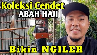 ABAH HAJI KOLEKSI 20 EKOR BURUNG CENDET MEWAH KELAS SULTAN || SALAH SATUNYA SUDAH DITAWAR 15 JUTA