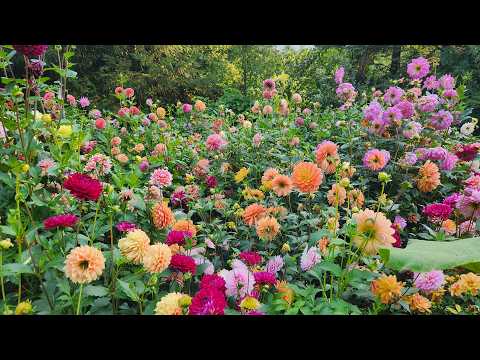 Portland Dahlia Society Photo Contest 2026 Final Results