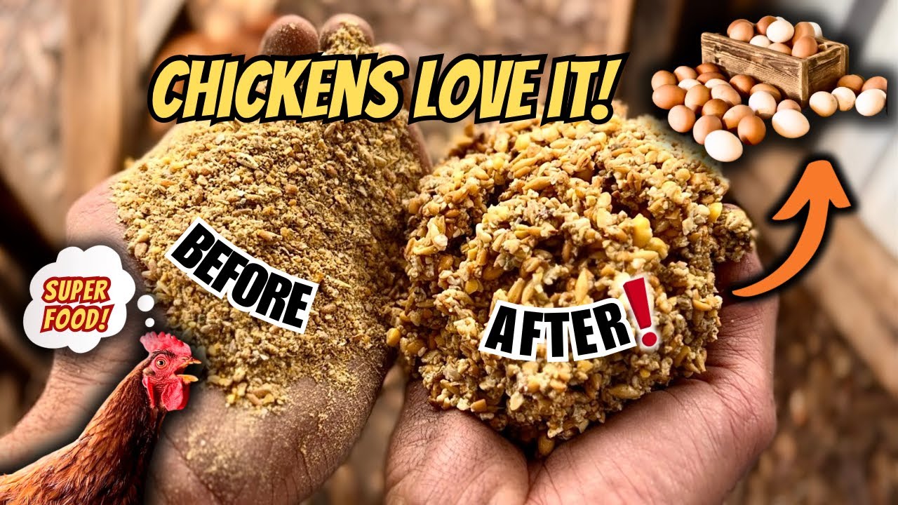 Увеличьте производство яиц и сэкономьте: ферментируйте корм для кур за 3 простых шага!