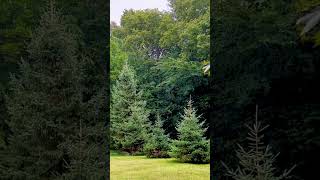 1 Minute Rain Shower