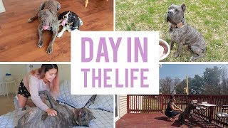 A day in the life of my Cane Corso  Living with a Cane Corso