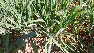 Hampshire Spring Malting Barley Site Update May 2020