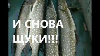 56  И Снова Волжские Щуки На Жерлицы!//Russia Volga Fishing Pike