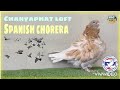 Spanish chorera  fancy pigeons  yellowcheck  dunn by chanyaphat loft    pigeons