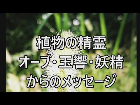 植物の精霊 オーブ 玉響 妖精からのメッセージ Youtube