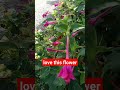 Flower lover #fyp #fypshorts #fypシ゚viral