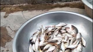 cá sông chỗ tôi nè