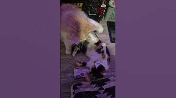 catnip high😂 ....SUBSCRIBE...#internetcats #funnycats #cats #catnip