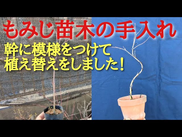 Caring for maple seedlings: We created a pattern on the trunk and