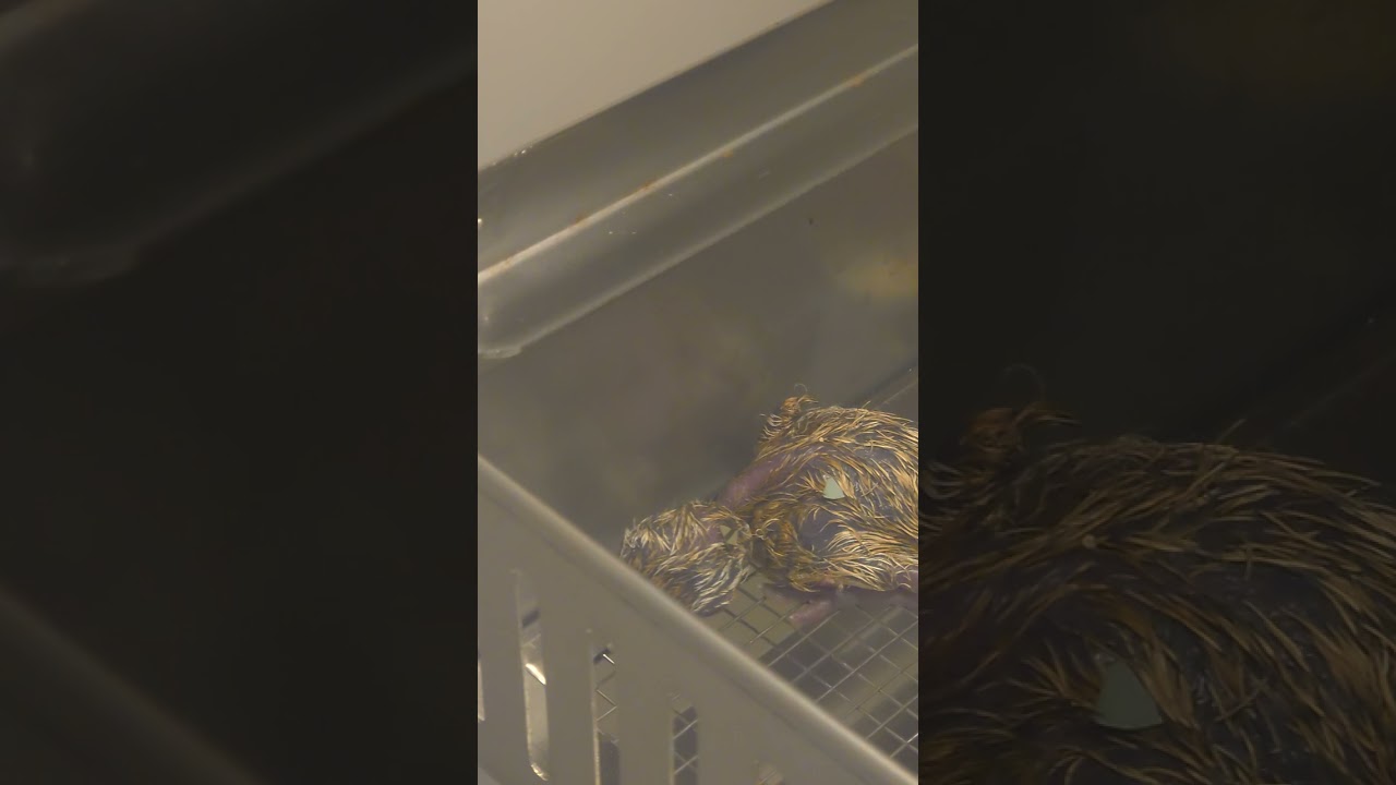 A newly hatched Houbara chick