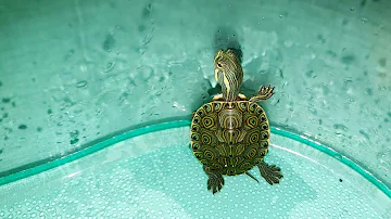 Dove mettere le tartarughe d'acqua?
