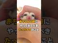 【これだけで生涯ベタ慣れ】モモンガの慣らし方
