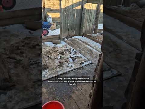 Как тяжело в приюте зимой. В приюте Сириус живут около трёх тысяч собак. #приютдлясобак #собака