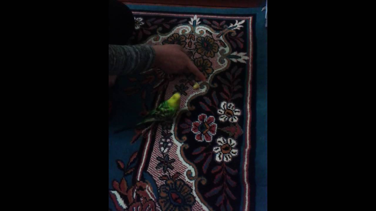 Paşa çıldırmış olmalı 
