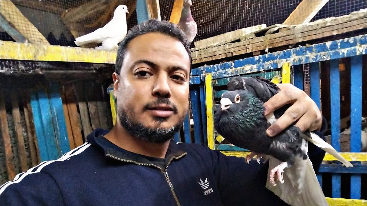 اتصدمت😱 بحاجات غريبة ف السلاكه💥#pigeon 