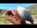 AGAPORNIS VUELO en LIBERTAD🐥| Paseo en libertad con Kiko