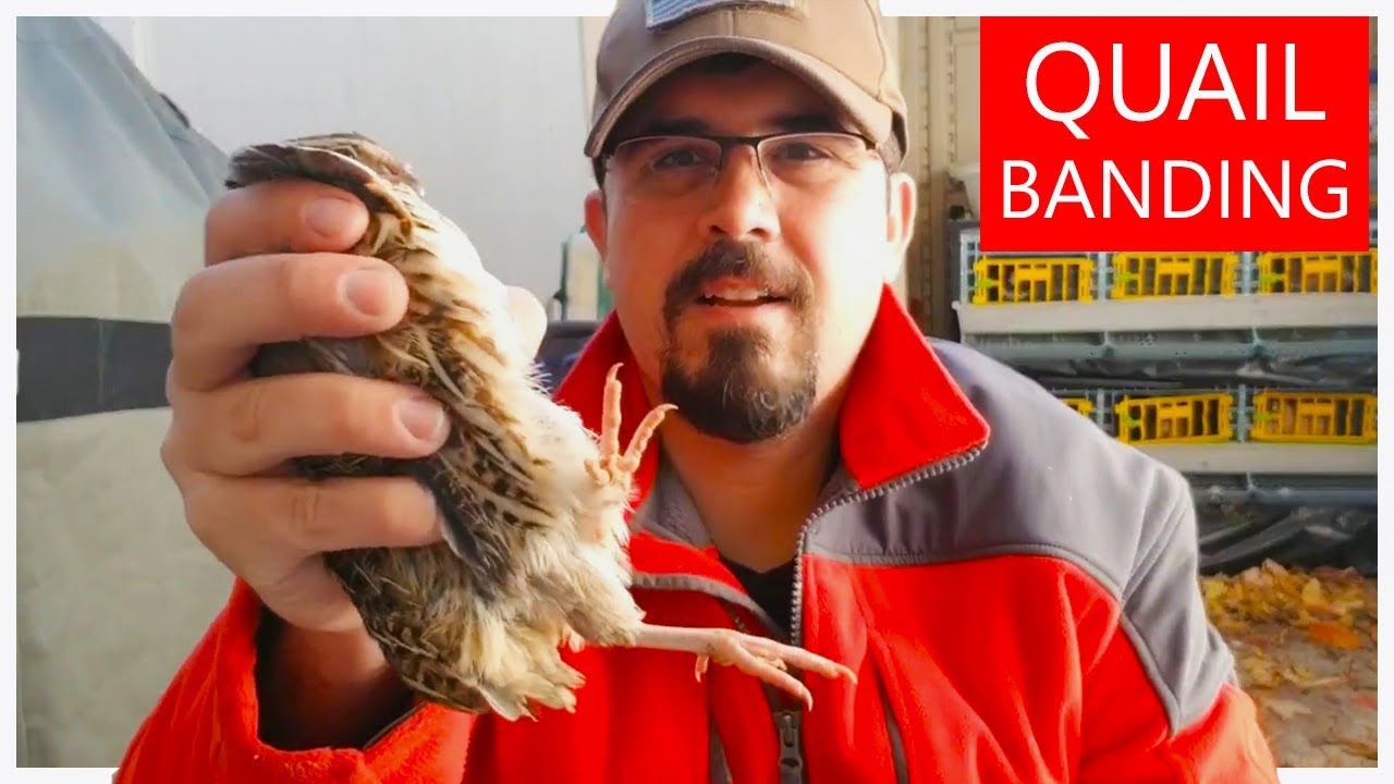 How to identify your quail | Quail Banding 