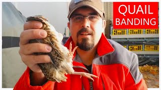 How to identify your quail | Quail Banding