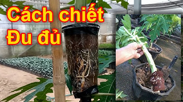 Cách chiết cành đu đủ, nhân giống cây đu đủ | Thịnh Nông Nghiệp