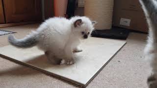 Birman Kittens playing