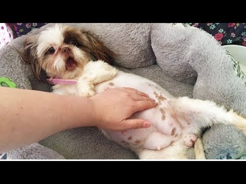 CUTE TINY PREGNANT SHIH TZU - YouTube