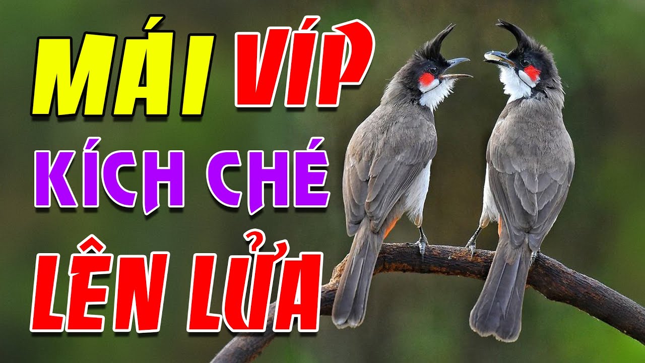 Chào mào mái hót kích trống 