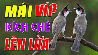 Download Lagu Chào mào mái hót kích trống #chaomaomai MP3