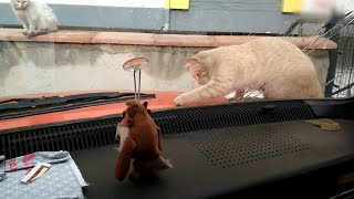 Kedinin Silecek ve Cam Suyu ile İmtihanı - Cat Vs. Wiper and Windshield Washer Fluid