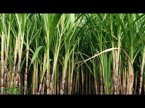 لا داعي لشراء قصب السكر بعد اليوم شاهد بنفسك 