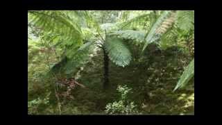 The Magic of Ferns / A Magia dos fetos