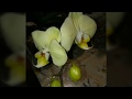 История одной уцененной орхидеи .Это красавчик Phal.Alassio !