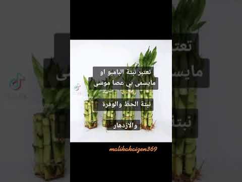 هل سمعت بها من قبل نبتة عصا موسى