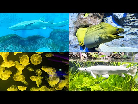Real Sea Animals in Action - Dolphins, Sharks, Moray Eel, Penguin, Jellyfish, Weedy Sea Dragon