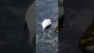 Young swan diving🤿Юный лебедь ныряет в поисках пищи