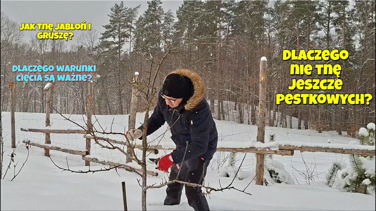 Drzewa owocowe na przedwiośniu. Dlaczego ziarnkowe i pestkowe należy ciąć w różnych terminach?