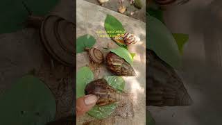 nama"bekicot yg kita tau #youtubeshorts